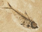 X-ray Bones  50 Million Year Old  Diplomystus Fish Fossil From Wyoming 217gr