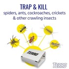 Terro Spider And Insect Indoor Glue Glue Insect Trap 4 -pack