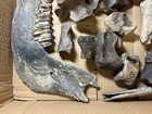 14 Pleistocene Fossil Bones Sold As One Lot