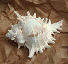 Large Natural Conch Seashell Murex Ramosus 7 - 8  Rare Real Aquarium Home Decor