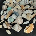 Sea Shells Lot Natural Spiral Scallop Mix Coastal Beach Decor Craft 2 02 Lb