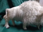 Vintage Legendary White Buffalo bison Figure Made With Real Fur