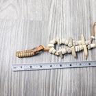 Extra Large Rattlesnake Rattle Plus Antler Beads Necklace   4055   Mountain Man