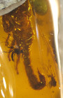 True Scorpion With Nice Stinger And Bivalve In Burmese Amber Fossil Dinosaur Age