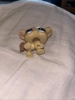 Chihuahua Dog  1171 - Authentic Littlest Pet Shop - Hasbro Lps