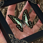 Real Framed Dried Butterfly 3d Frame Floating Shadow Box Insect Bug Taxidermy