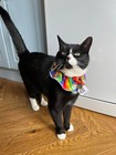 Bird Protector Cat Collar - Unique Uvr System Save Bird Safe 4 Cats Break Free 