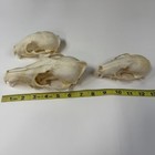 Lot Of 3 Real Damaged Coyote Raccoon Skull Tops Taxidermy Cleaned Witchy  1763