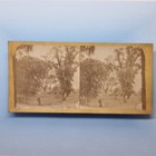 Wilford Stereoview 3d C1870 Real Photo Nottingham Lady In Rural Setting