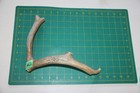 Large Branched Deer Antler Dog Chew  62   Bone Chews Deer Elk Treats Deer 1102