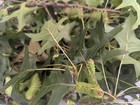 Polyphemus Moth Cocoon  saturniidae  Antheraea Polyphemus 