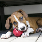 Kong Extreme Tires - Kong s Most Durable Natural Rubber Chew   Large  Black 