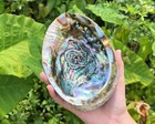 Abalone Shell Jumbo 6-7   seashell Incense Burner  Smudge Bowl   Holder 
