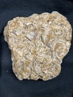 Texas 5    Fossil Oyster Plate- Gryphea Washitaensis  Fort Worth Formation