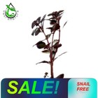 Ludwigia Palustris  super Red  Super Red Mini  snail Free  Live Aquarium Plants