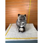 Fhsffox1- Fluffy Fox Taxidermy Mount