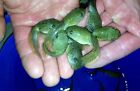 50 Lot Live Bullfrog Tadpoles For Koi Pond Overnight Shipping Pkf