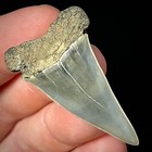 Lesser White Shark Tooth  carcharodon Hastalis  1 64  Real Fossil Shark Teeth