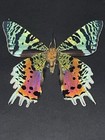 Sunset Moth Art  Framed Taxidermy Butterfly Real Insect Bug Gift Shadowbox