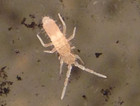Pink Springtails     Tropical Variety     Bioactive Cleanup Crew     8 Oz