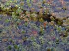 Rotala Macrandra Mini   Aquarium Plants Factory  