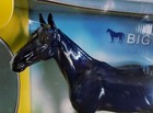 Breyer 2026 Cca Model Glossy Thoroughbred Big Lex No  10743  regular 10307  Nib