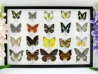 20 Beautiful Butterfly Butterflies In Showcase - Framed - Real - New - A-20-o-13