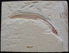 Enchelion 51 - Eel With Excellent Preservation - Cretaceous Fossils Lebanon