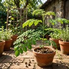 100pcs Moringa Seeds   Fast-growing Plant Seeds For Outdoor Garden   Patio