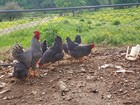 10 Purebred Barred Rock Chicken Fertile Hatching Eggs