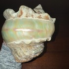 Turbo Shell