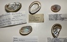 Haliotis Sp  Group   Great Condition   5 Shells species  Mixed Locations