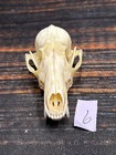 Real Red Fox Unique Animal Mount Halloween Skull Art Craft Mountain Man Canine