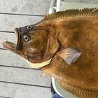 30    Flounder Half Mount Fish   Mounted In Dover Delaware