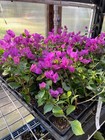 Bougainvillea -  royal Purple 
