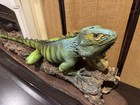  31388 Wc   Green Iguana Beautiful Life-size Taxidermy Mount For Sale  1499
