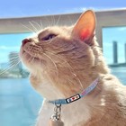 Personalized Reflective Cat Collar     Custom Breakaway Safety Collar For Kitten