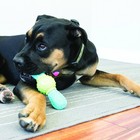 Kong Corestrength Bow Tie Bone - Dog Dental Chew Toy - Durable  Medium  Green 