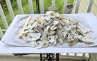  Shells 500 Oyster Bulk For Crafts Odor Free  Cleaned Cups flats 