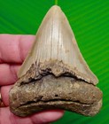 Megalodon Shark Tooth  Fossil - 3 48     Real Sharks Teeth