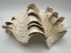Natural Giant Clam Shell Tridacna Fluted Ribbed Nautical Coastal Decor