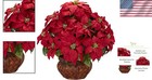 Lifelike 22in  Poinsettia Silk Arrangement