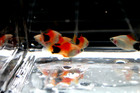 6 Red Micky Mouse Platy Fish Tank Bred  High Quality  Livebearer Fish