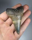 Colorful 2 75    Mako Shark Tooth Fossil Not Megalodon Restored Root
