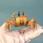 Crab Specimen Ocypoda Ceratophthalma  Museum-quality Taxidermy   Display Box