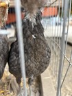 Black Mcrae X Miner Blue Gamefowl     hatching Eggs