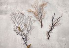 Black Sea Fan Corals Dried Gorgonia Ventalina  3 Fans Approx  4-5  Inches 