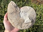 Texas Fossil Ammonite Oxytropidoceras Sp  7    Cretaceous Age Nice