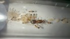 East Desert Ants - 2025 Myrmecocystus Kennedyi  3-5 workers