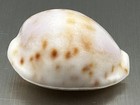 Cypraea Rashleighana 19 76mm Outstanding White Specimen Hawaiian Endemic Cowrie